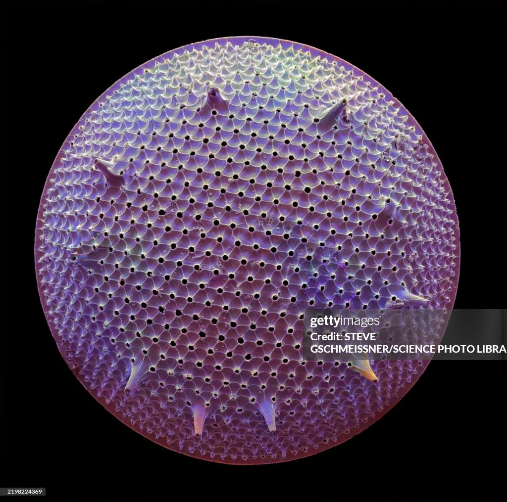 Diatom, SEM