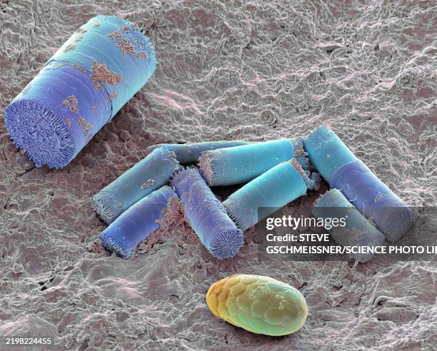 soil diatoms, sem - zellmembran stock-fotos und bilder