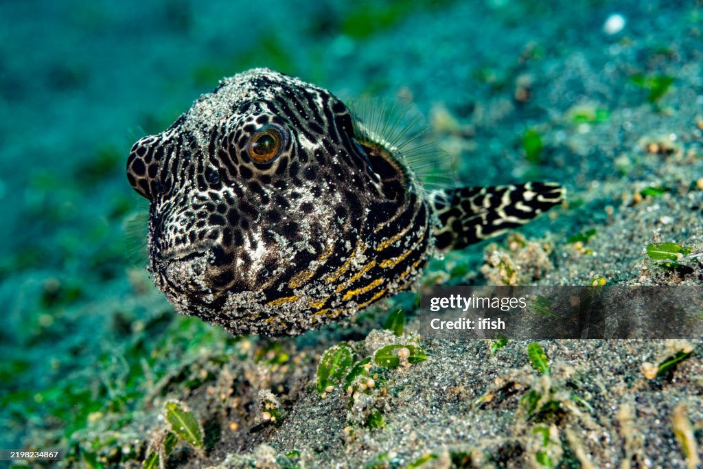 Giovane palla stellata Arothron stellatus che ti guarda, Stretto di Lembeh, Indonesia