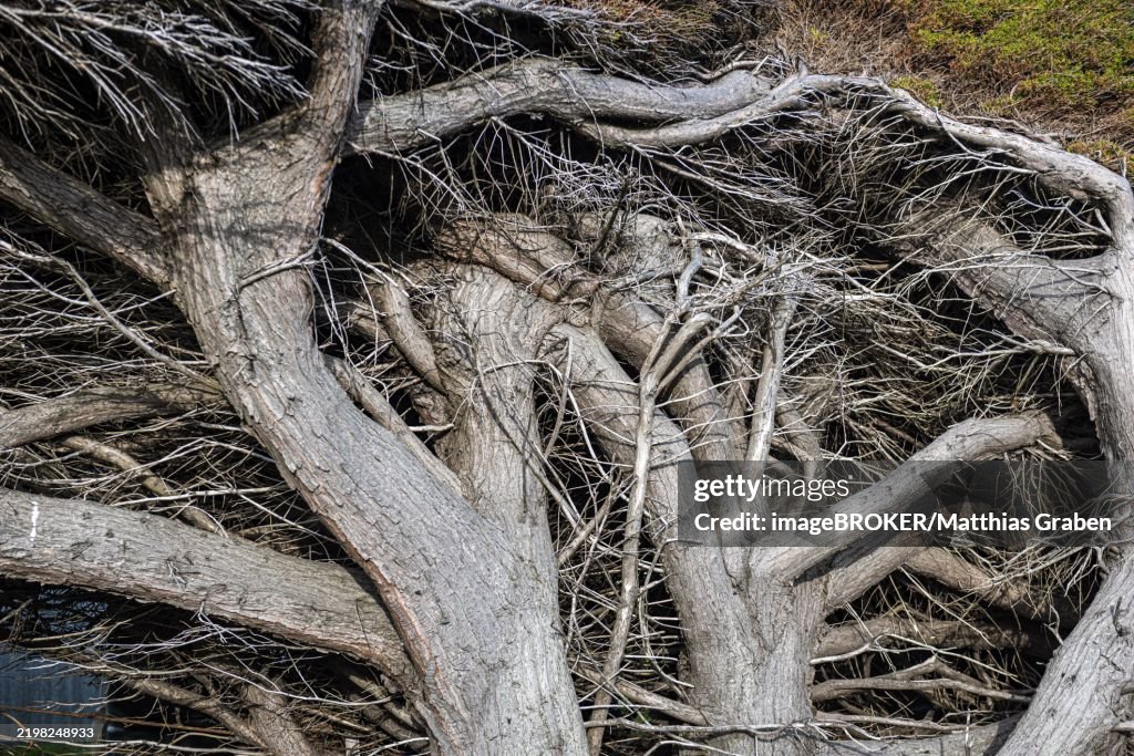 Wind-sculpted coastal pine (Pinus contorta), also known as Murray pine or lodgepole pine, Pebble Island, Falkland Islands, Great Britain, South Atlantic, South America