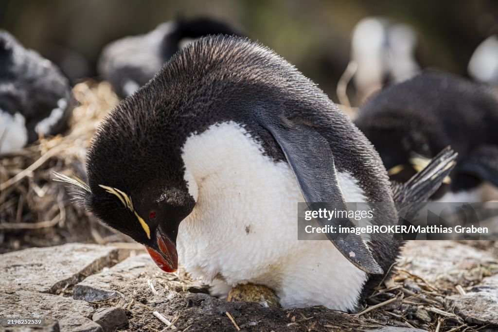 Rockhopper penguin (Eudyptes chrysocome) breeding on an egg, Bleaker Island, Falkland Islands, Great Britain, South Atlantic, South America