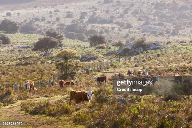 eine herde grast frei auf einer natürlichen wiese in uruguay - uruguay stock-fotos und bilder