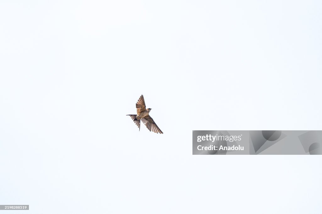 Wildlife in Turkiye's Hatay
