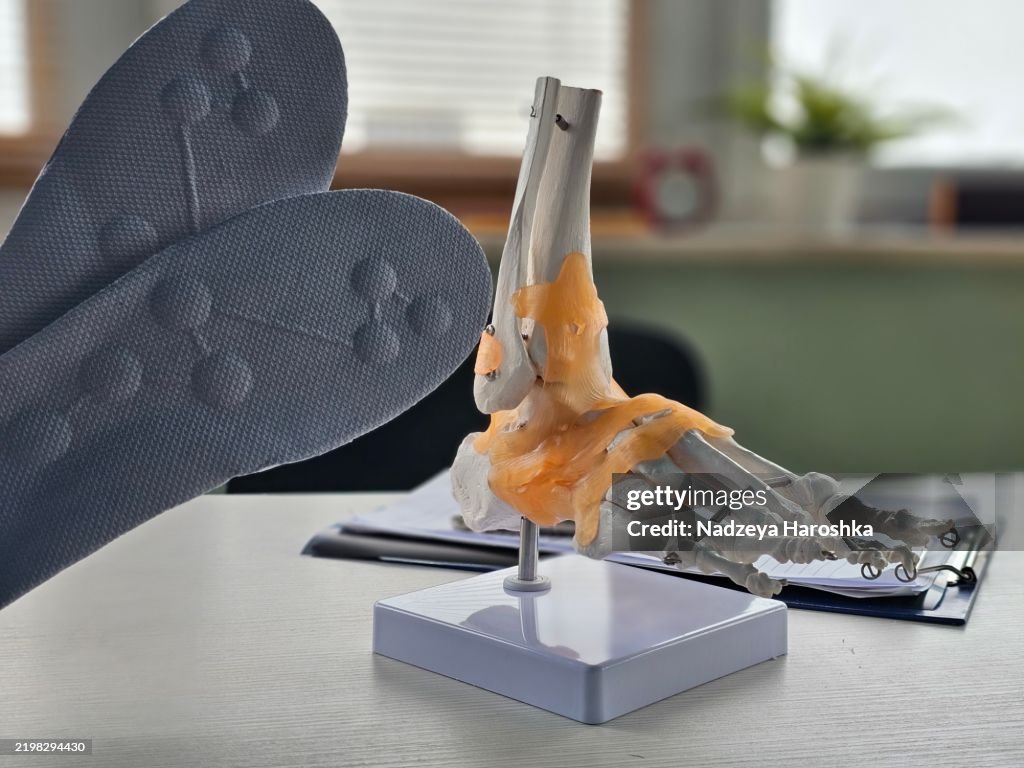 Simplehuman Foot Detailed Model Of A Human Foot On Display In An Educational Setting ...