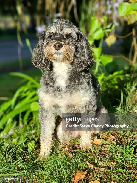 Ghost Cavapoo 618 Cavapoo Stock Photos, High-Res Pictures, and Images - Getty Images