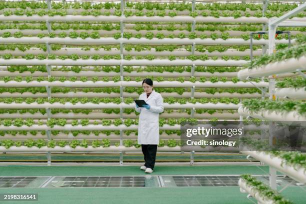 a female agricultural scientist is working in a vegetable greenhouse - food scientist stock pictures, royalty-free photos & images