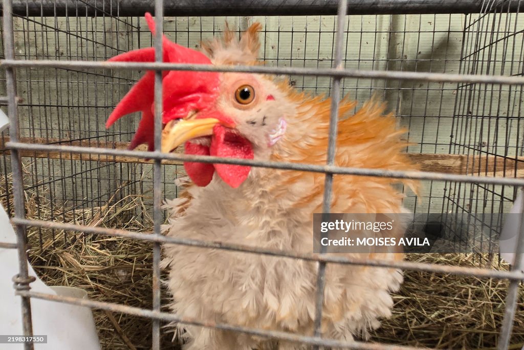 US-HEALTH-VIRUS-BIRD-FLU-EGGS
