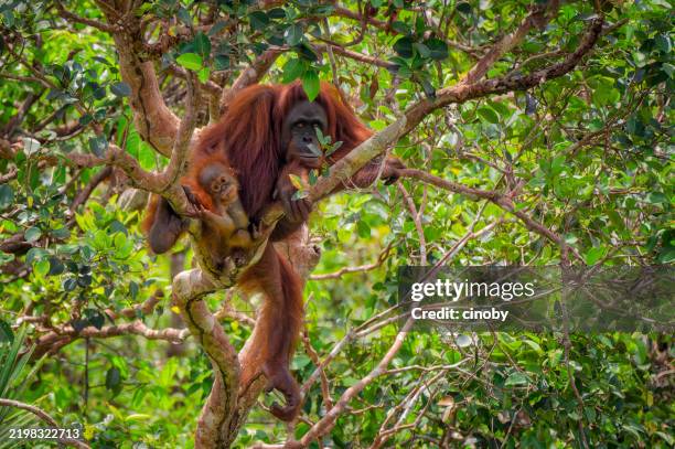 femmina dell'orango con un cucciolo in habitat nativo nel parco nazionale di tanjung puting ( pondok tanggui orangutan rehabilitation center ) - kalimantan centrale - borneo - indonesia - cucciolo di animale foto e immagini stock