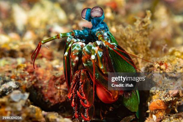 mantis shrimp odontodactylus scyllarus looking out from his hole, lembeh strait, indonesia - mantis shrimp stock pictures, royalty-free photos & images