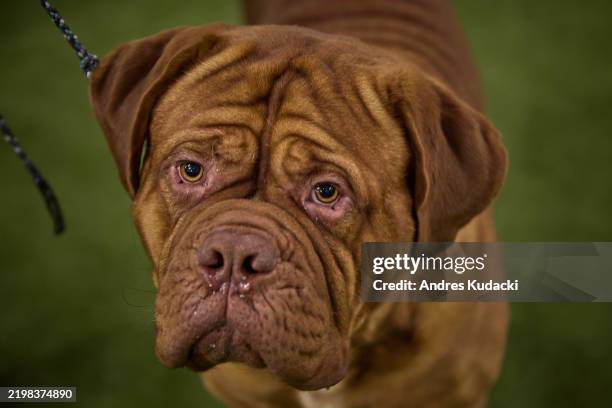 Dogue de Bordeaux looks on during the 149th Annual Westminster Kennel Club Dog Show at Jacob K. Javits Convention Center on February 11, 2025 in New...