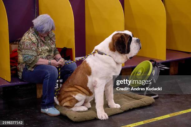 Handler rests holding her Saint Bernard dog the 149th Annual Westminster Kennel Club Dog Show at Jacob K. Javits Convention Center on February 11,...