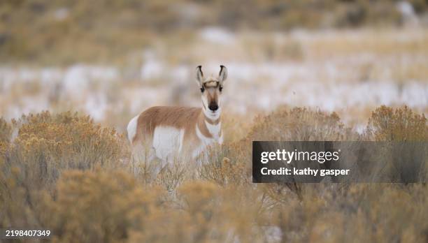 las hembras de berrendo alerta observan desde el centro de la pradera de matorrales de salvia en el invierno. - río-yellowstone fotografías e imágenes de stock