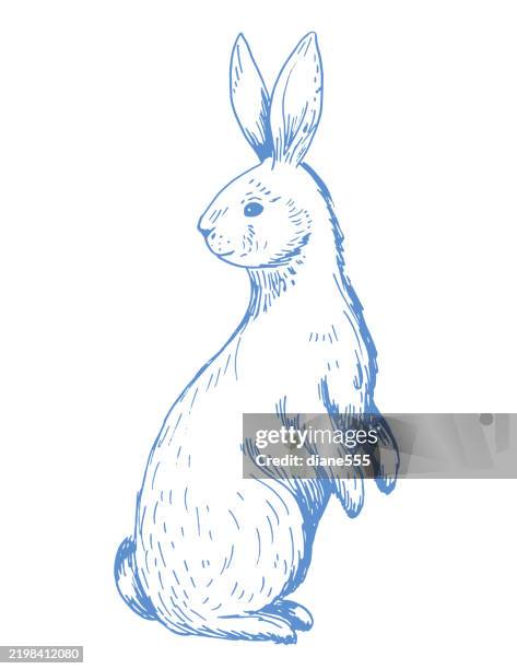 Asian Rabbit Draw Standing 3,363 Bunny Rabbit Drawing Stock Photos, High-Res Pictures, and Images ...