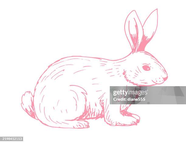 cute line art rabbit isolated on a transparent base - hare white background stock illustrations