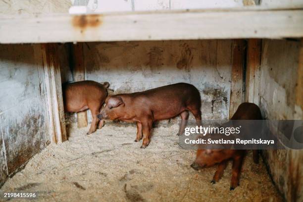 duroc piglets exploring their wooden enclosure on a farm - cute pig picture stock pictures, royalty-free photos & images