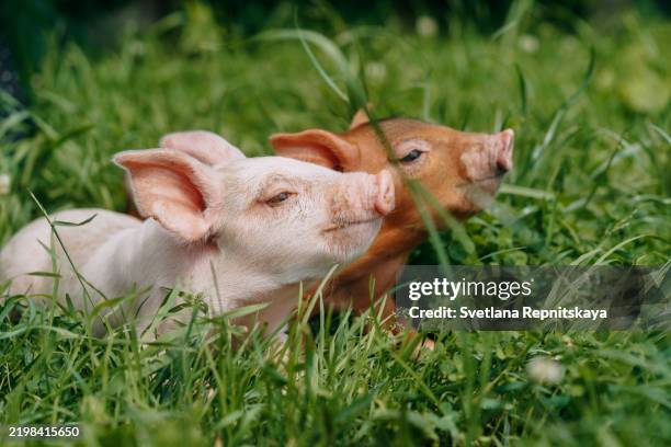 two young pigs resting in the grass on a farm - piglet stock pictures, royalty-free photos & images