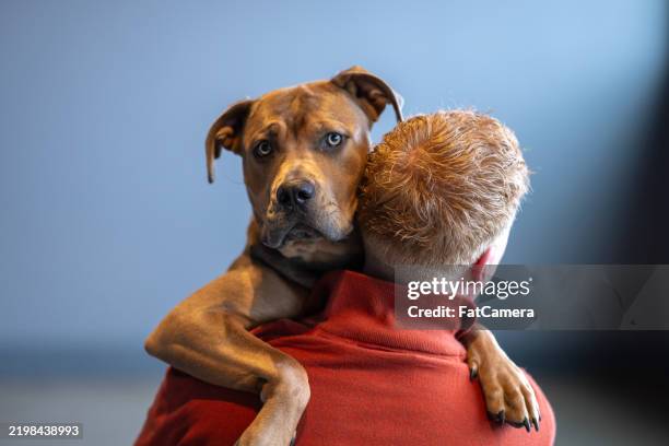 puppy love - pet adoption stock pictures, royalty-free photos & images