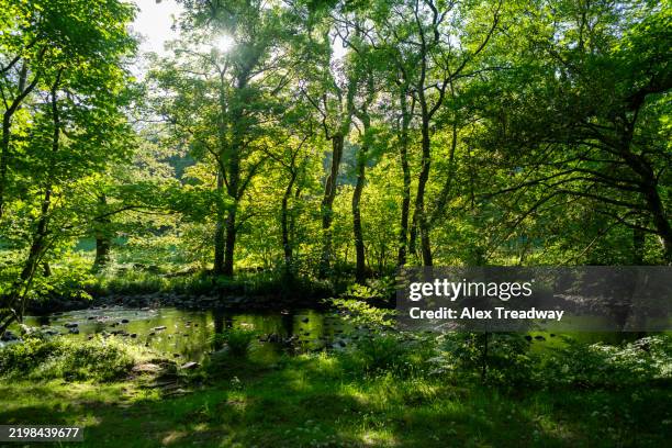 River Rothery 82 River Rothay Stock Photos, High-Res Pictures, and Images - Getty Images