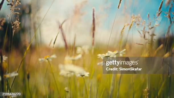 prairie de l’heure dorée : gros plan sur les marguerites et l’herbe par une journée ensoleillée - flouté photos et images de collection