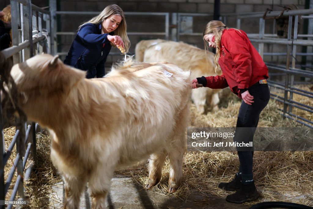 Highland Cattle Society's 134th Annual Spring Show And Sale