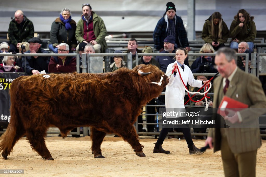 Highland Cattle Society's 134th Annual Spring Show And Sale