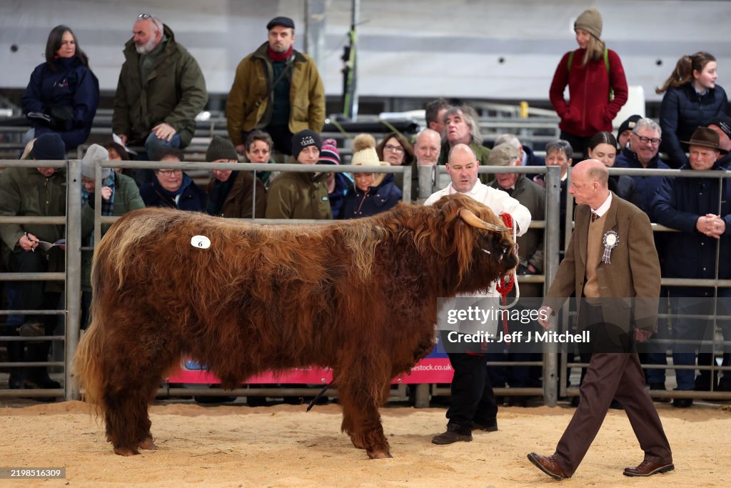 Highland Cattle Society's 134th Annual Spring Show And Sale