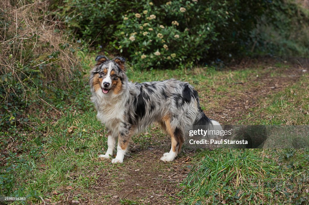 Canis lupus familiaris (Australian Shepherd Dog) - blue merle