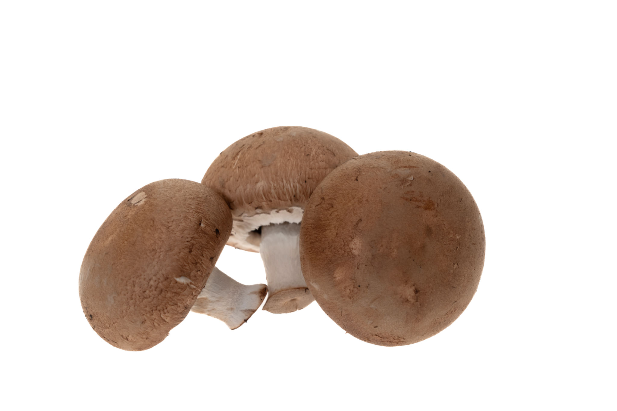 edible mushrooms