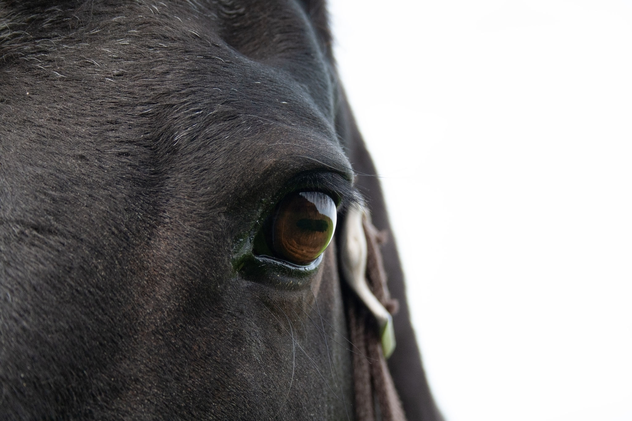 horse communication