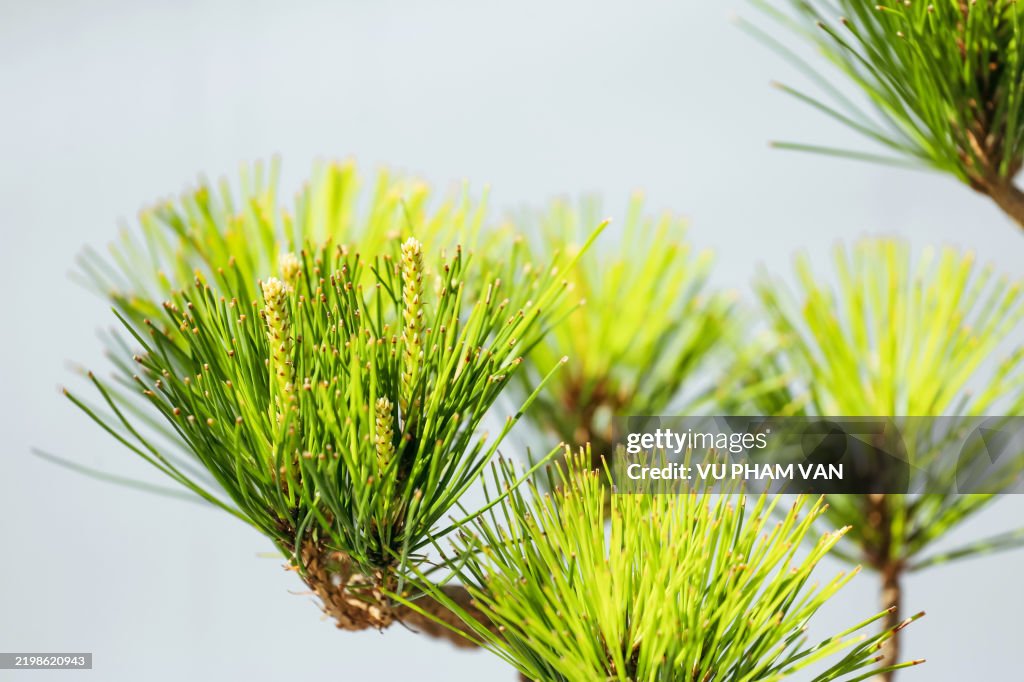 Evergreen bonsai tree close-up on white background