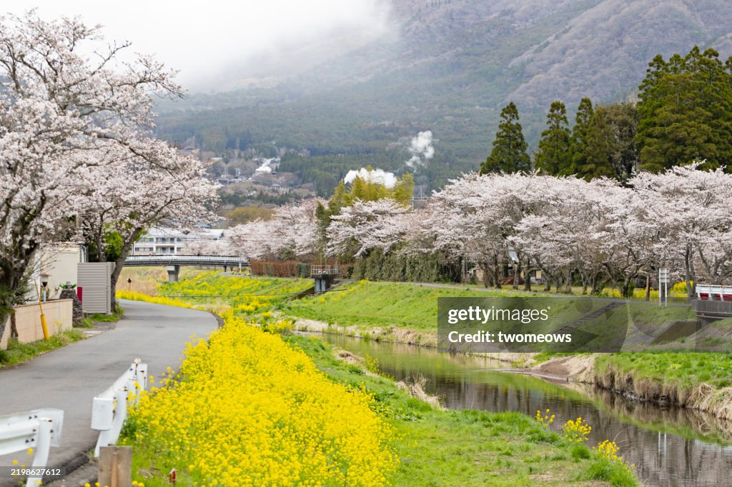 Spring time blooming cherry blossom tree rows and rapeseed blossoms near Oita River Yufuin Onsen.