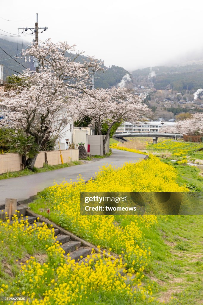 Spring time blooming cherry blossom tree rows and rapeseed blossoms near Oita River Yufuin Onsen.