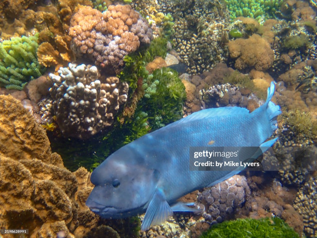 Big blue Doubleheader Wrasse off Ned's Beach