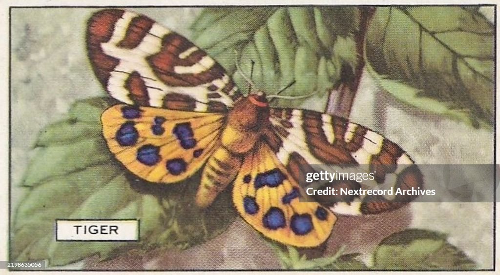 Tiger Butterfly, Butterflies and Moths series, Gallaher Collectible Tobacco Card, 1938
