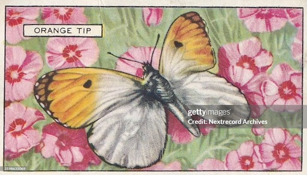 Orange Tipped Butterfly, Butterflies and Moths series, Gallaher Collectible Tobacco Card, 1938