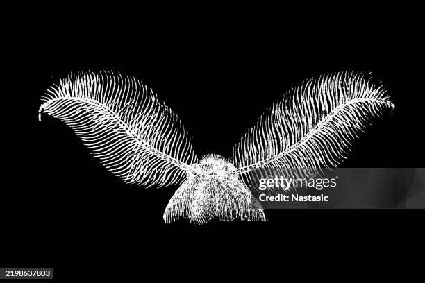 Bat Math Larva 43 Bat Moth Stock Photos, High-Res Pictures, and Images - Getty Images
