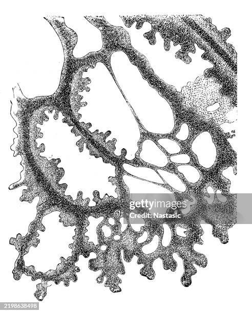 ilustraciones, imágenes clip art, dibujos animados e iconos de stock de myxomycetes (myxomyceten) plasmodium de didymium leucopus - physarum