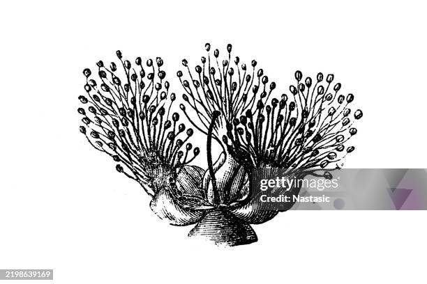 melaleuca cajuputi, cajuput, white samet - tea tree stock illustrations