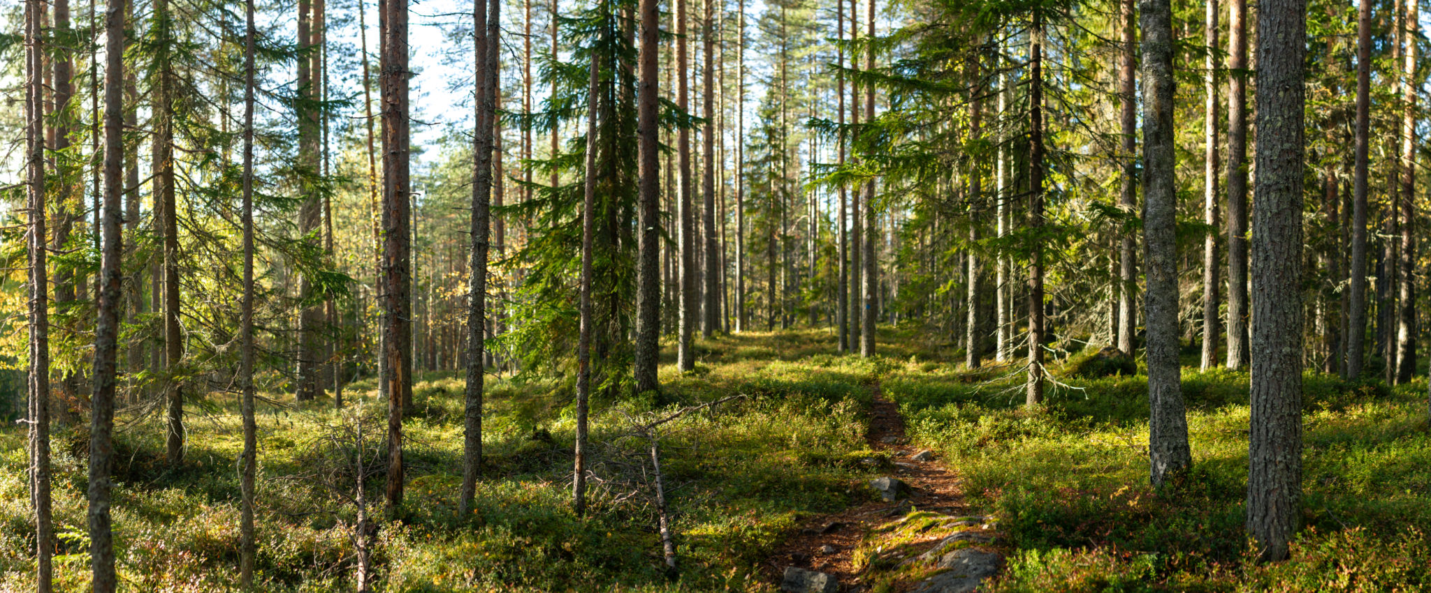 Sunlit Forest Path Winding Through Tall Pine Trees with Mossy Undergrowth in Tranquil Nordic Wilderness Sunlit Forest Path Winding Through Tall Pine Trees with Mossy Undergrowth in Tranquil Nordic Wilderness