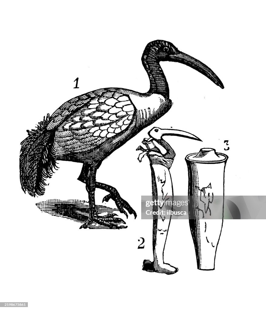 Egyptian Sacred Ibis, Ibis aethiopica