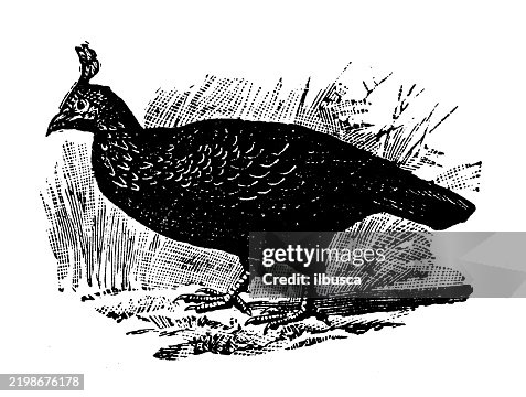 Impeyan Pheasant Impeyan Pheasant