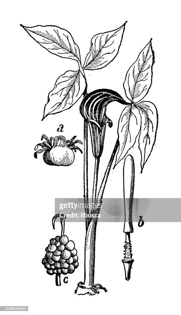Indian Turnip, Arisaema triphyllum