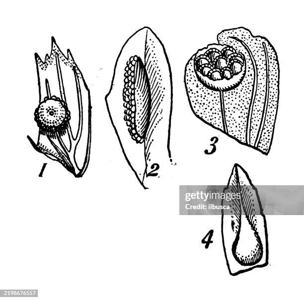 indusia of ferns: aspidium, asplenium, dicksonia, cystopteris - mother fern stock illustrations
