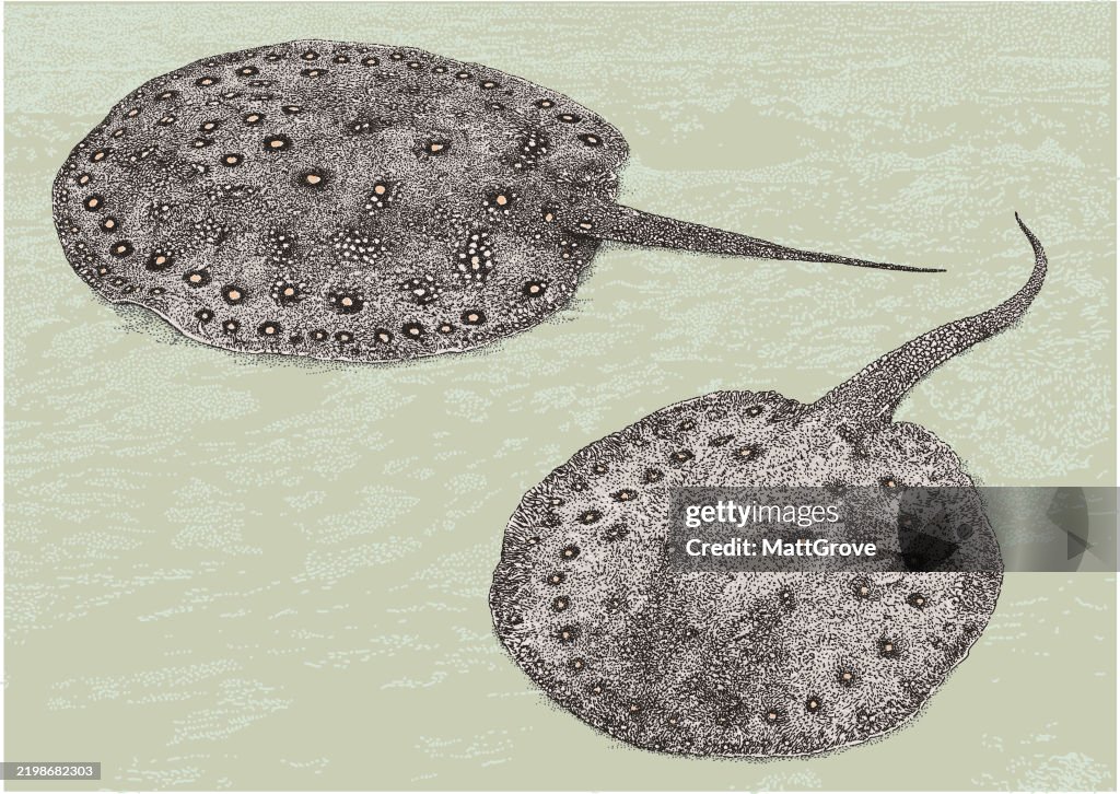 Blue Spotted Stingray