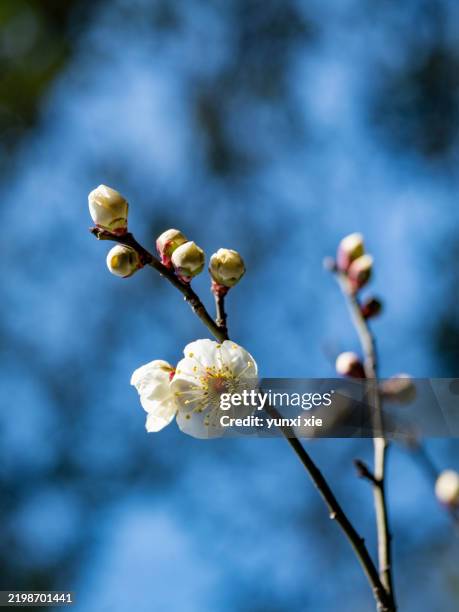 white plum blossom the vitality of winter - bud stock pictures, royalty-free photos & images