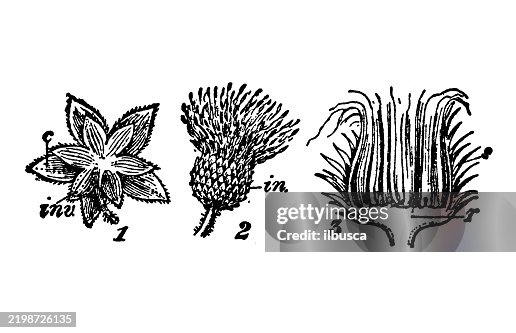 Involucel, Involucre: hollyhock, thistle Involucel, Involucre: hollyhock, thistle