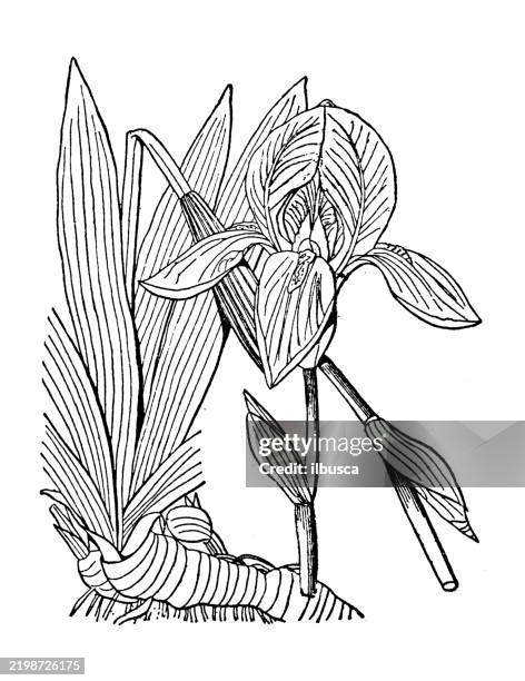 iris florentina, orris-root - orris root stock illustrations
