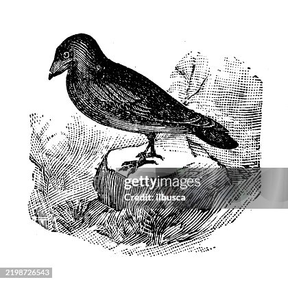 Jackdaw, Corvus monedula Jackdaw, Corvus monedula
