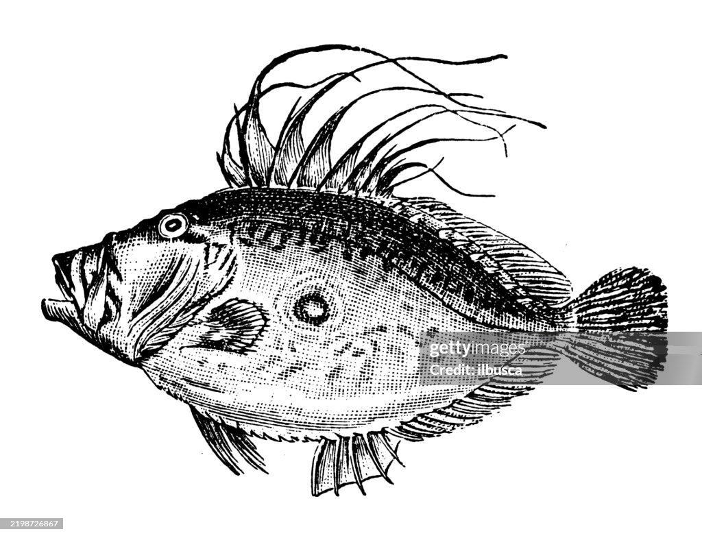 John dory
