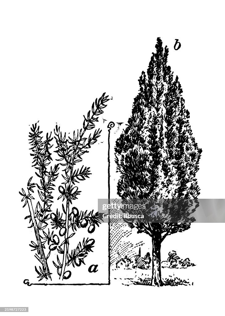 Genévriers : Genévrier européen, Juniperus communis, Genévrier d’Amérique, Juniperus Virginiana